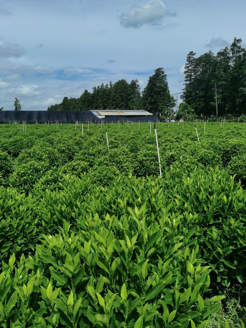 非洲茉莉，有精品货，工程货。量大从优。价格可电议