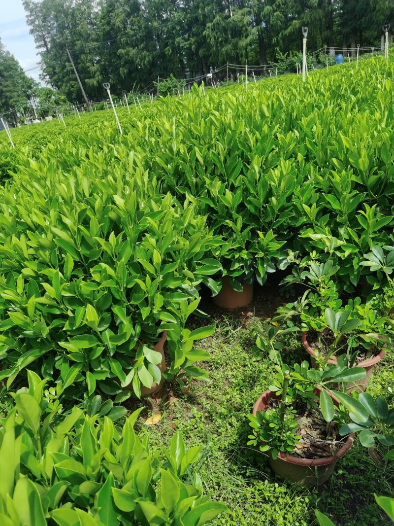 非洲茉莉，有精品货，工程货。量大从优。价格可电议