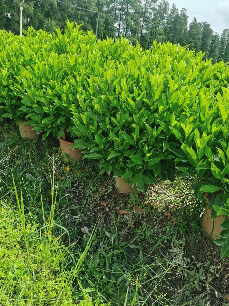 非洲茉莉，有精品货，工程货。量大从优。价格可电议