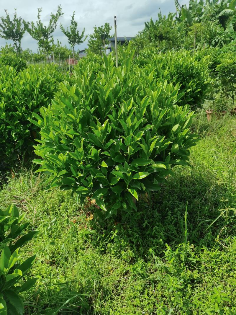非洲茉莉，有精品货，工程货。量大从优。价格可电议