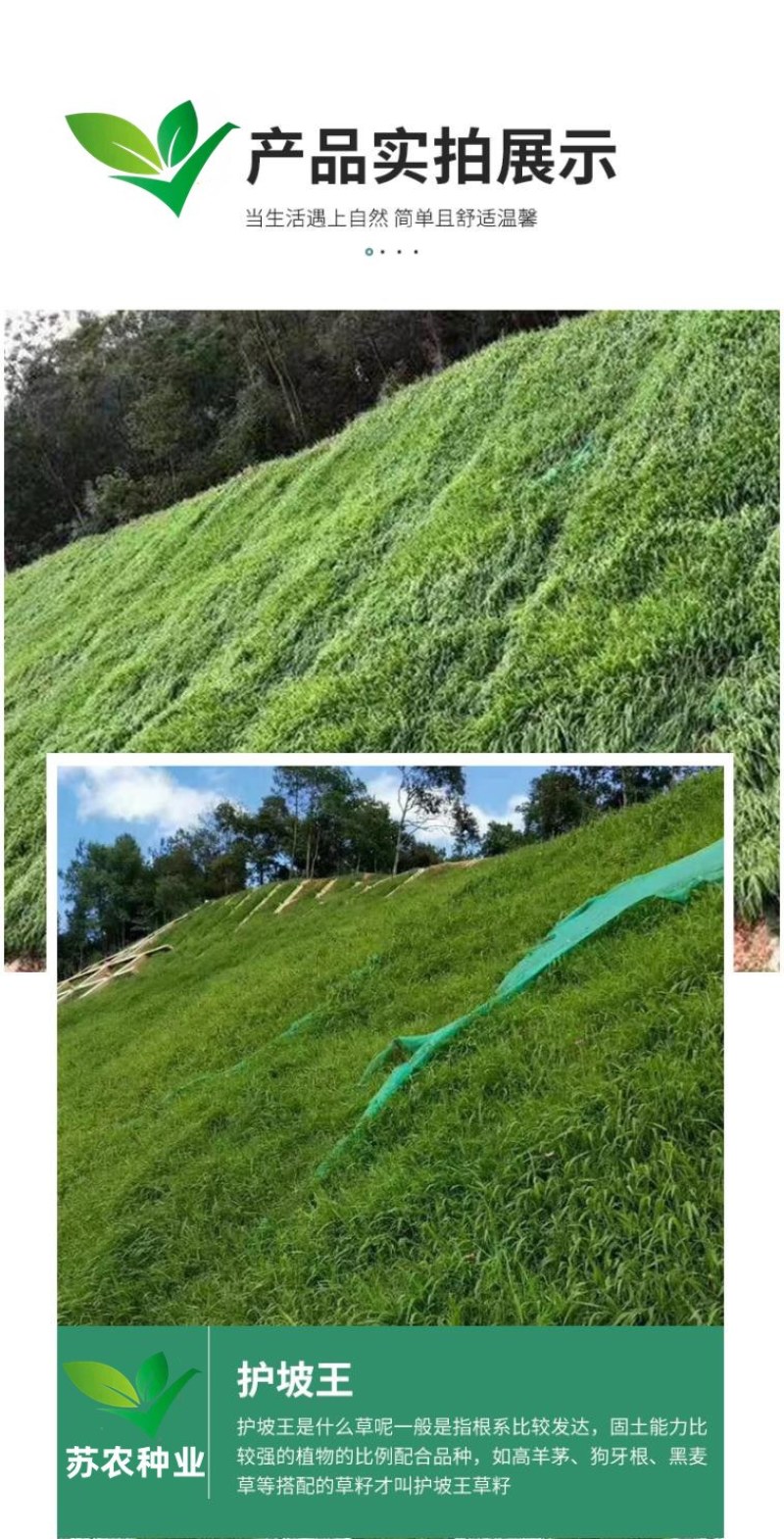 草坪种子黑麦草种子耐寒耐践踏矮生四季青草籽