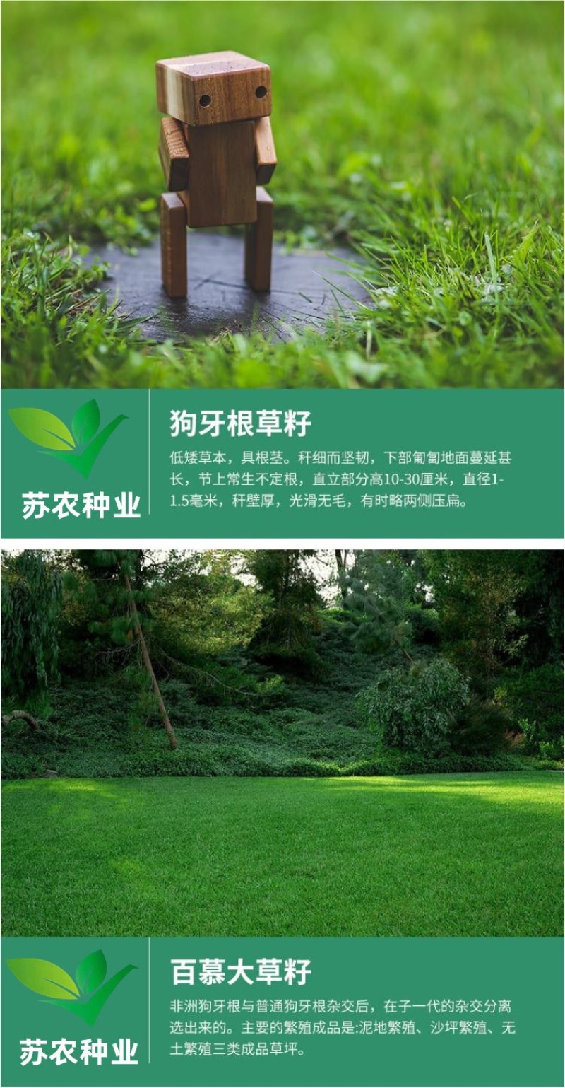 草坪种子黑麦草种子耐寒耐践踏矮生四季青草籽