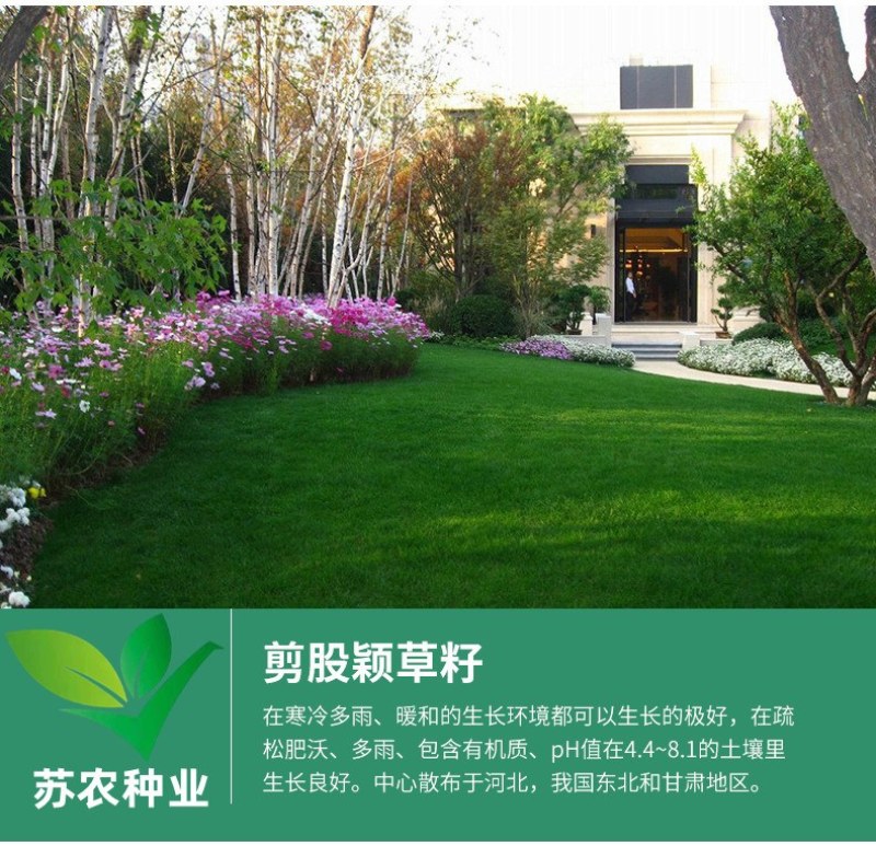 草坪种子黑麦草种子耐寒耐践踏矮生四季青草籽