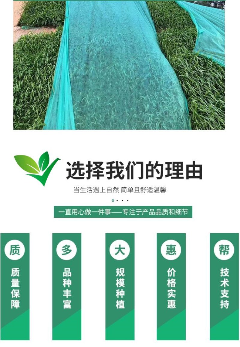 草坪种子黑麦草种子耐寒耐践踏矮生四季青草籽