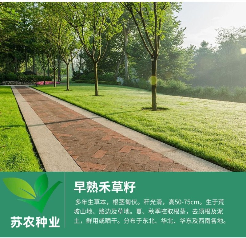 草坪种子黑麦草种子耐寒耐践踏矮生四季青草籽