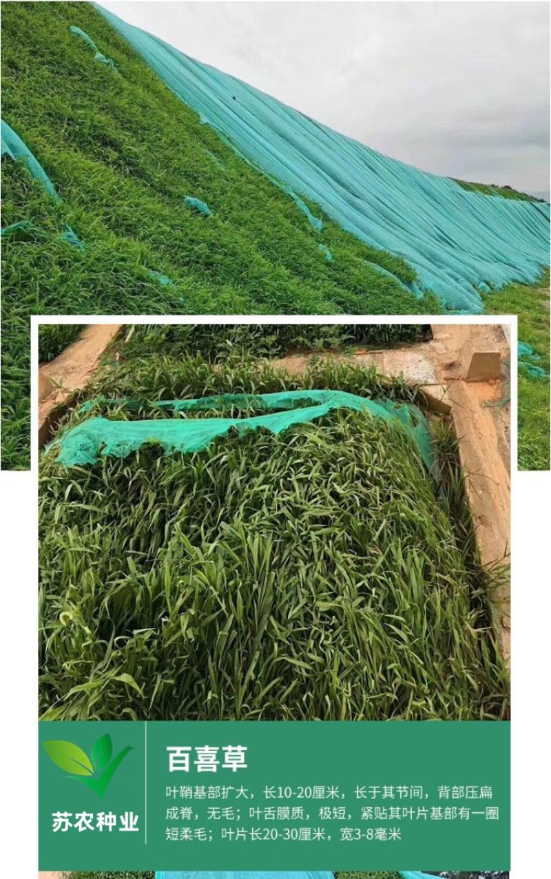 草坪种子黑麦草种子耐寒耐践踏矮生四季青草籽