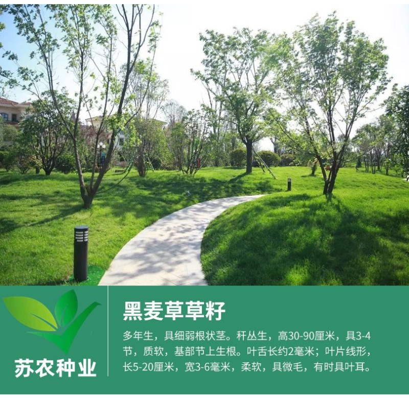 草坪种子黑麦草种子耐寒耐践踏矮生四季青草籽