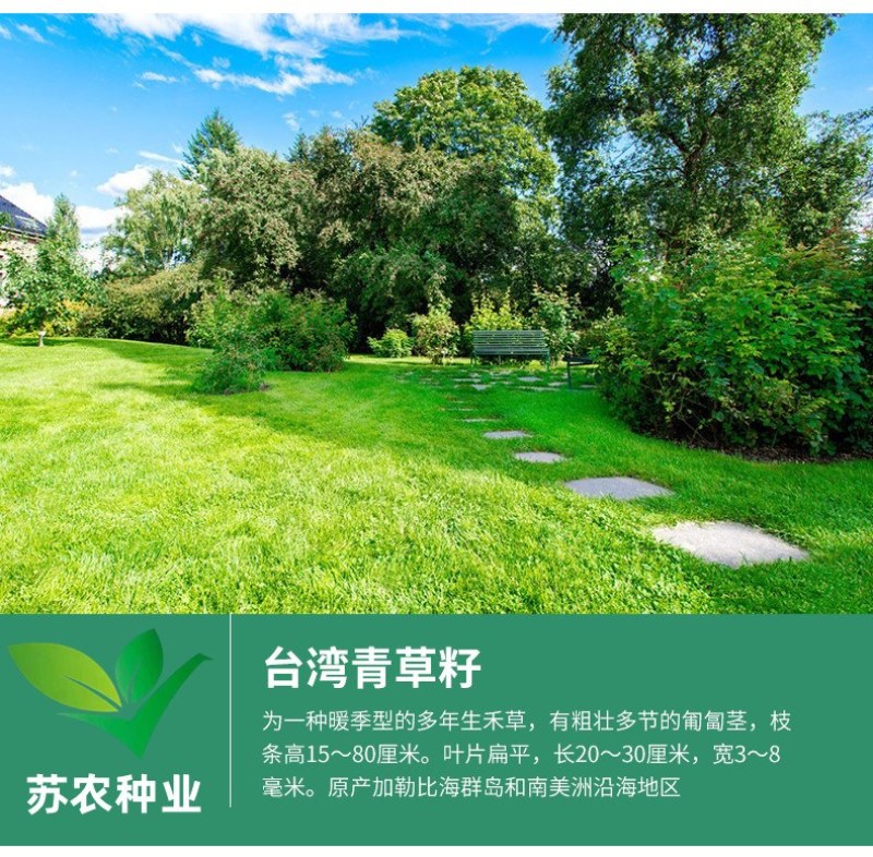 草坪种子黑麦草种子耐寒耐践踏矮生四季青草籽