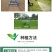 草坪种子黑麦草种子耐寒耐践踏矮生四季青草籽