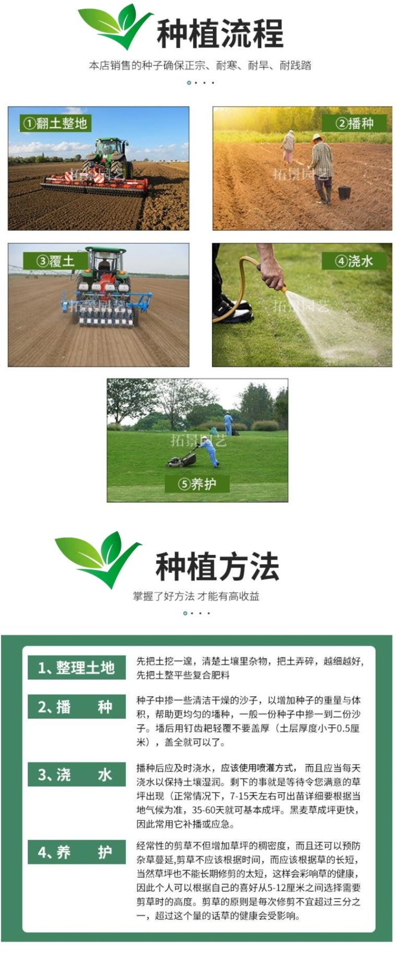 草坪种子黑麦草种子耐寒耐践踏矮生四季青草籽