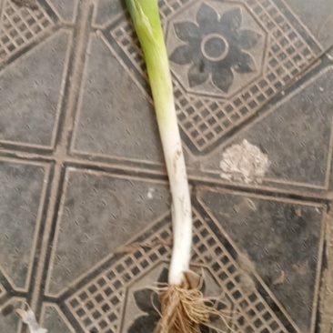 章丘大葱