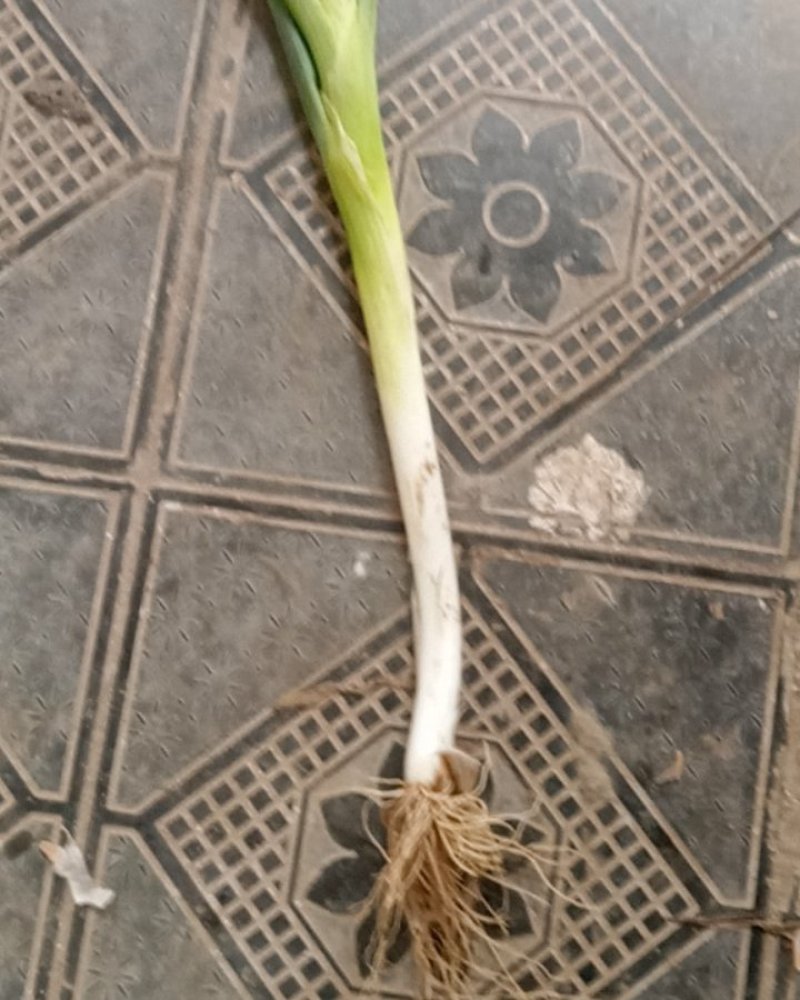 章丘大葱