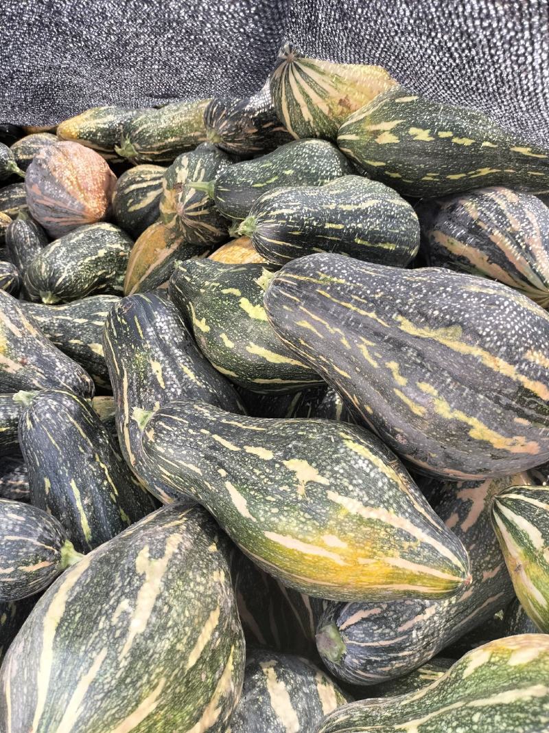 香芋南瓜大量上市中，需要下单