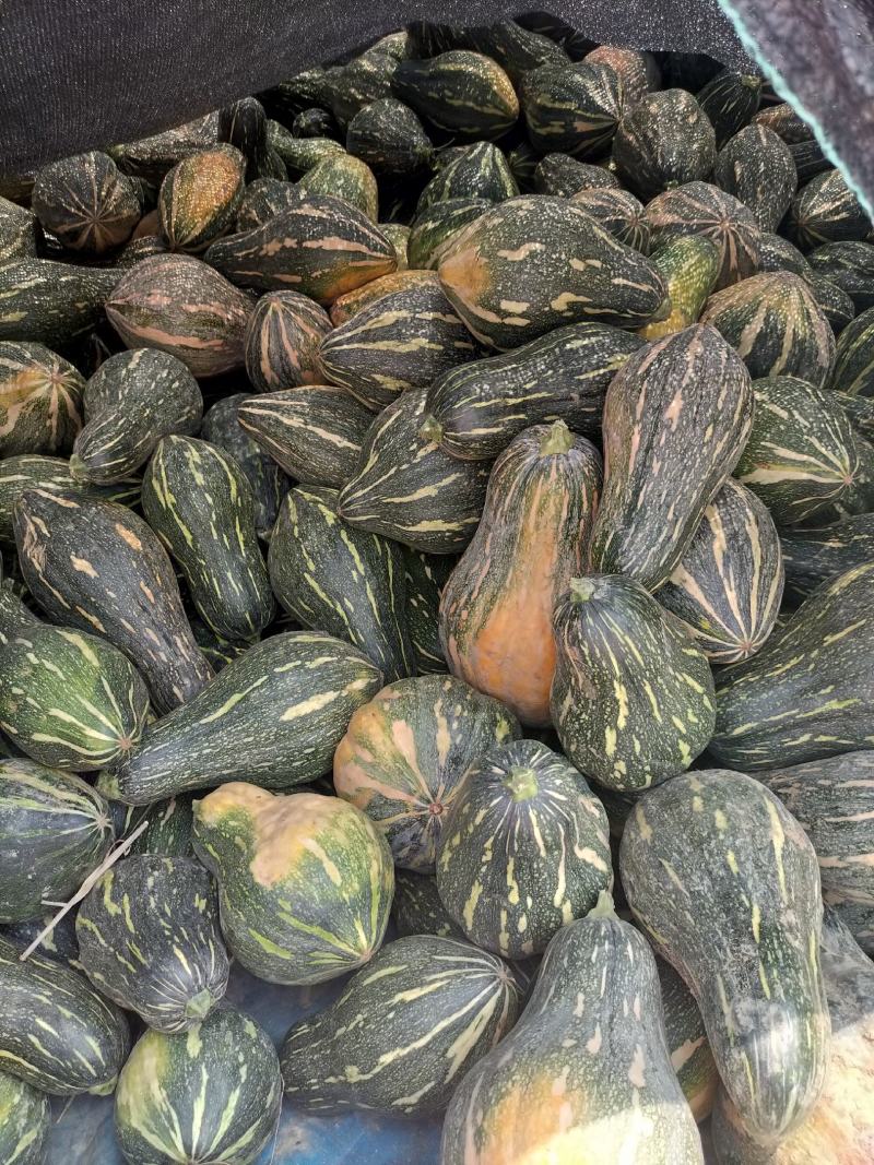 香芋南瓜大量上市中，需要下单