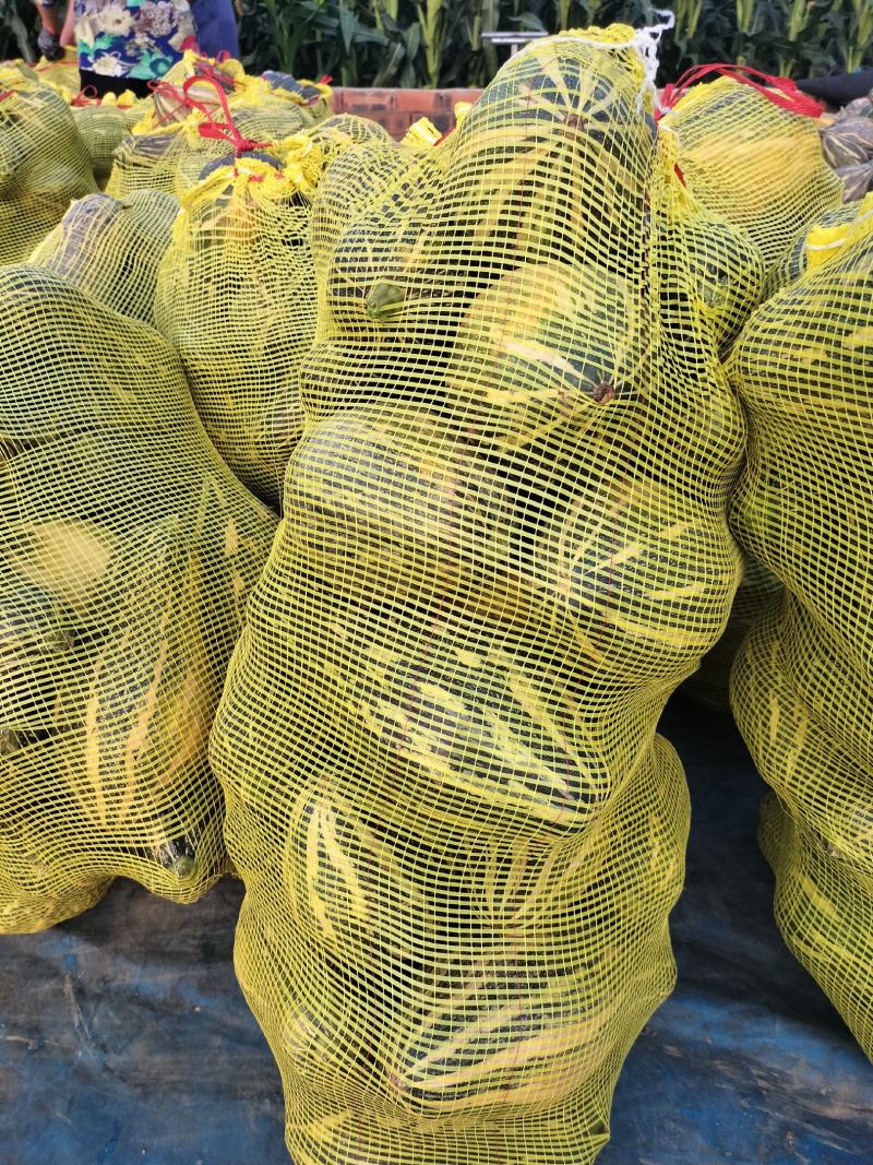 香芋南瓜大量上市中，需要下单