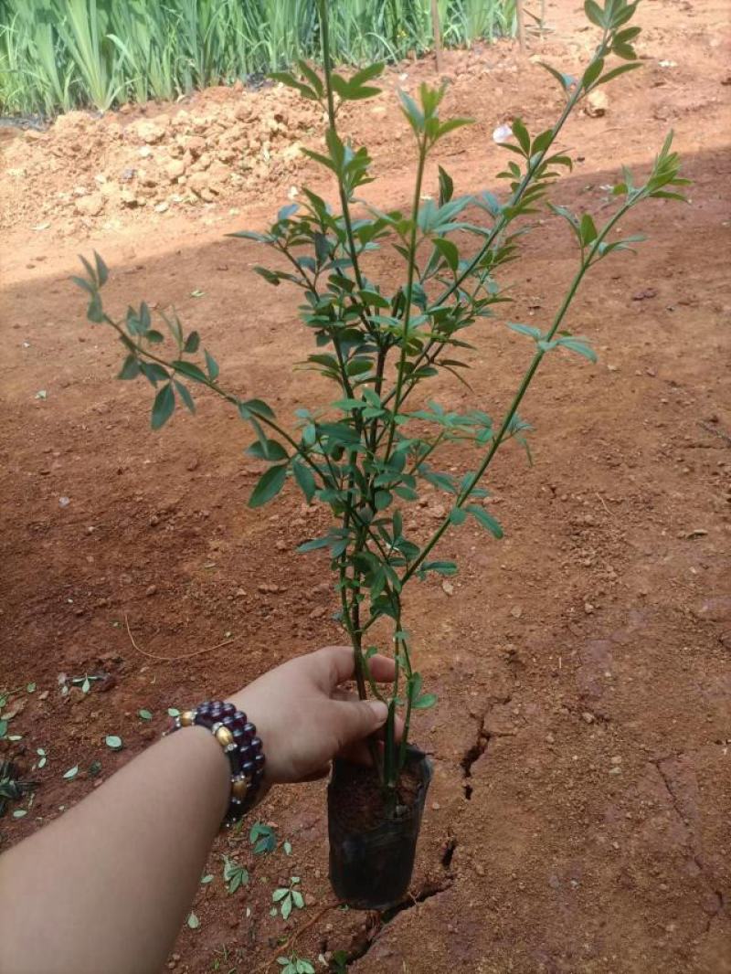 云南基地发货绿化工程苗迎春花小苗易成活