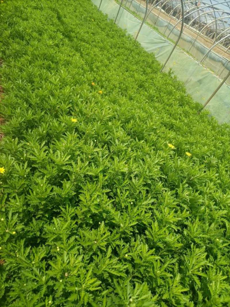 云南基地发货绿化工程苗迎春花小苗易成活