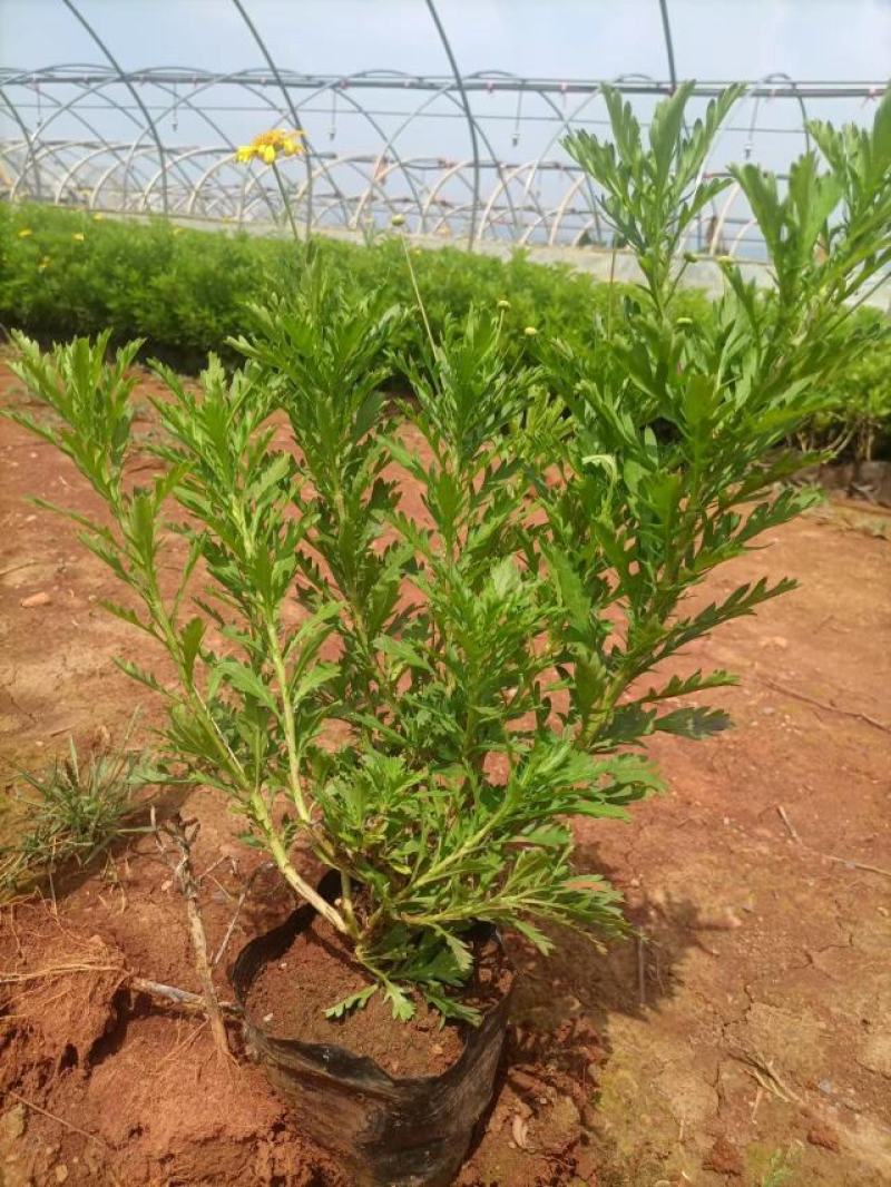 云南基地发货绿化工程苗迎春花小苗易成活