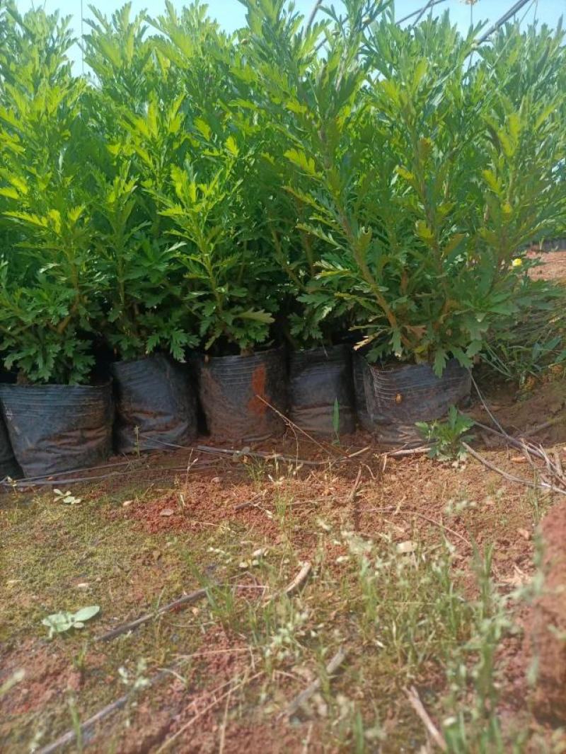 云南基地发货绿化工程苗迎春花小苗易成活