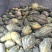 香芋南瓜大量上市中，需要下单