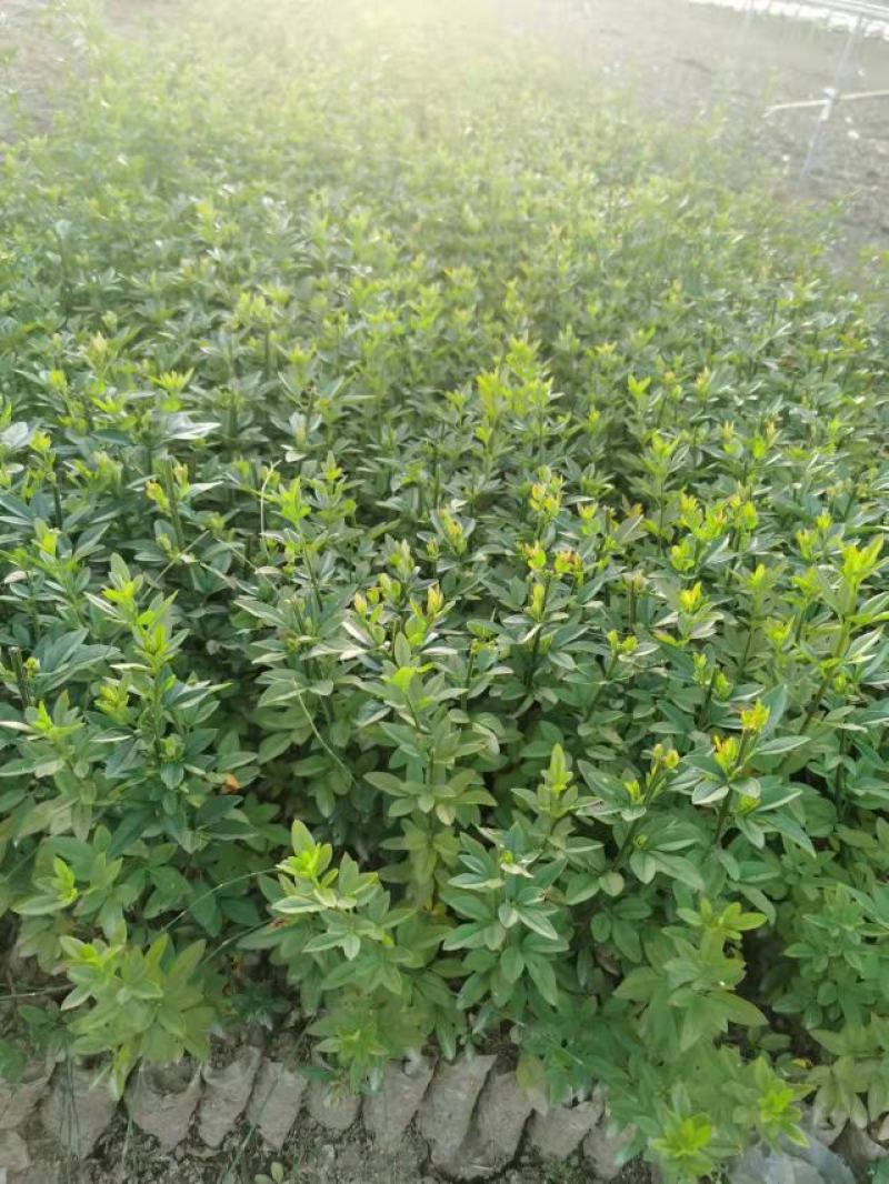 云南基地发货绿化工程苗迎春花小苗易成活