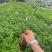 云南基地发货绿化工程苗迎春花小苗易成活