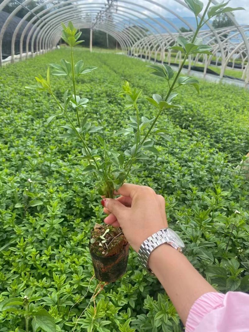 云南基地发货绿化工程苗迎春花小苗易成活
