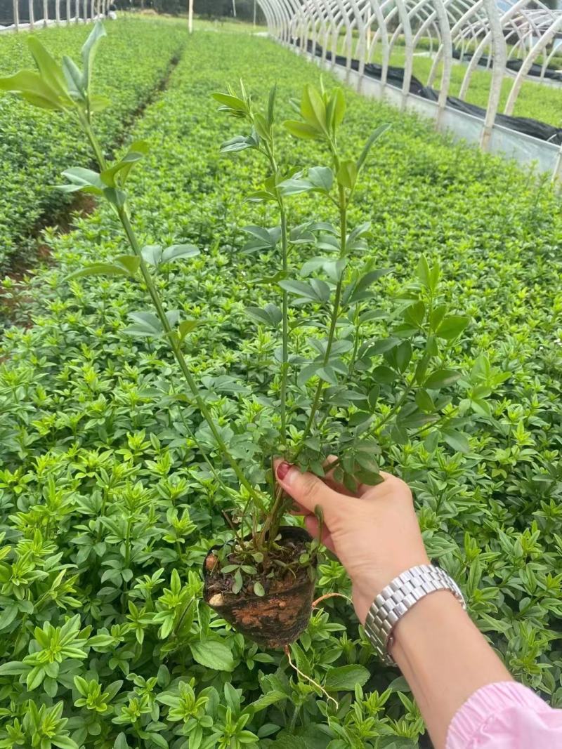 云南基地发货绿化工程苗迎春花小苗易成活