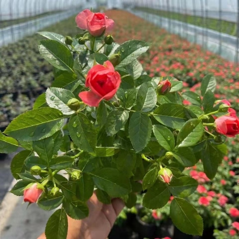 红色果汁阳台月季花苗盆栽微月四季庭院大花玫瑰香丰花型大花