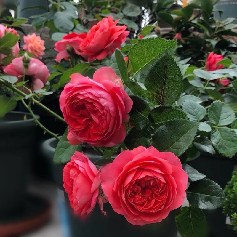 红色果汁阳台月季花苗盆栽微月四季庭院大花玫瑰香丰花型大花