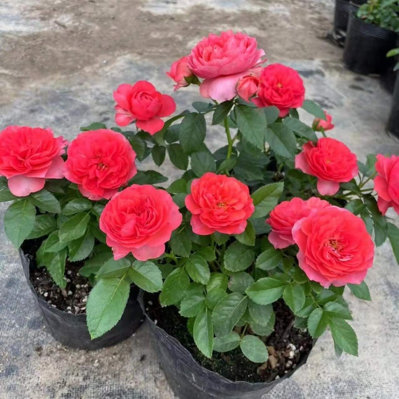 红色果汁阳台月季花苗盆栽微月四季庭院大花玫瑰香丰花型大花