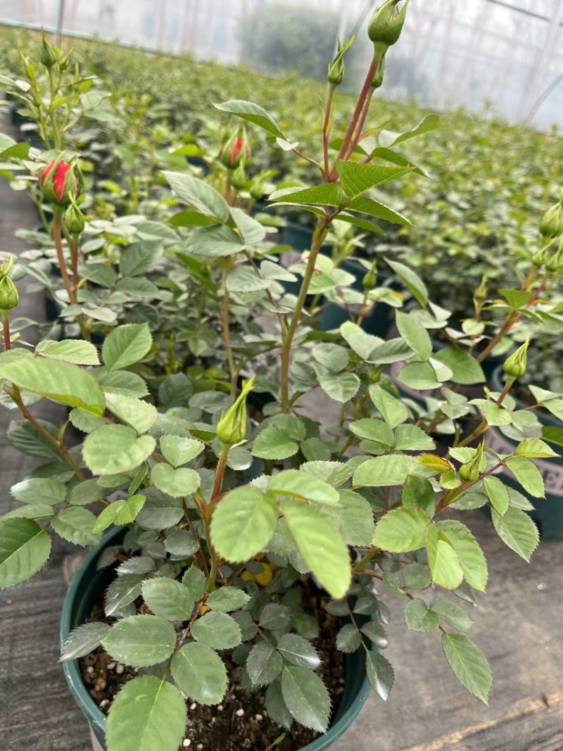 红色果汁阳台月季花苗盆栽微月四季庭院大花玫瑰香丰花型大花