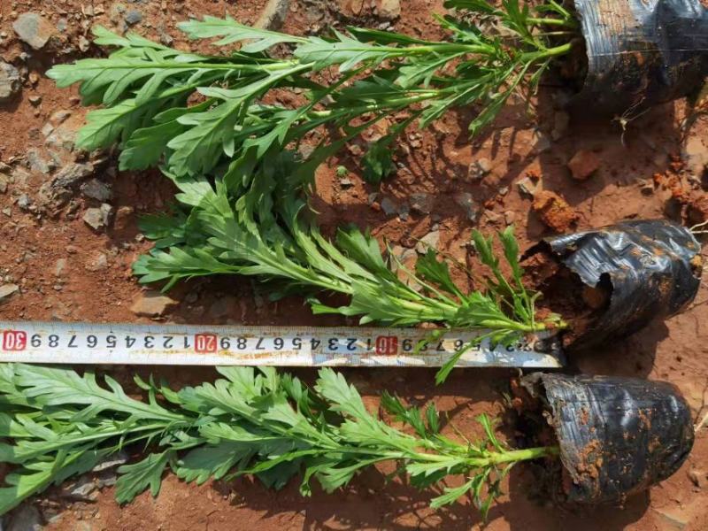 云南木春菊小苗绿化工程苗基地发货各种绿化苗