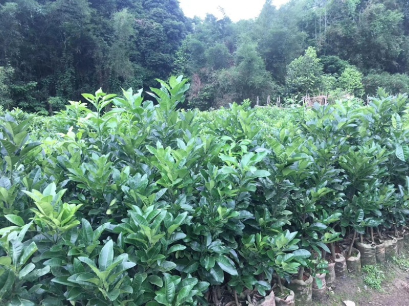 广东省化州市正宗化州橘红苗批发化橘红苗