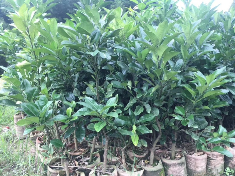 广东省化州市正宗化州橘红苗批发化橘红苗