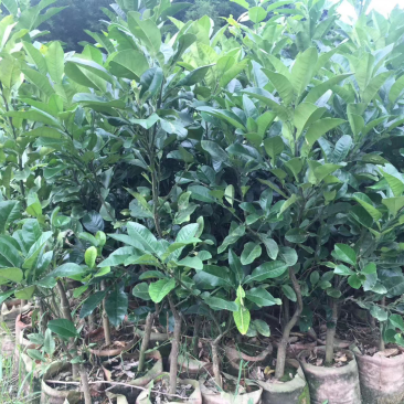 广东省化州市正宗化州橘红苗批发化橘红苗