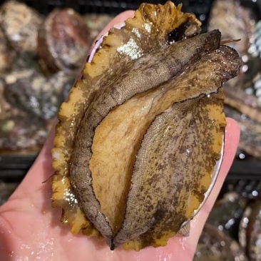 鲍鱼
