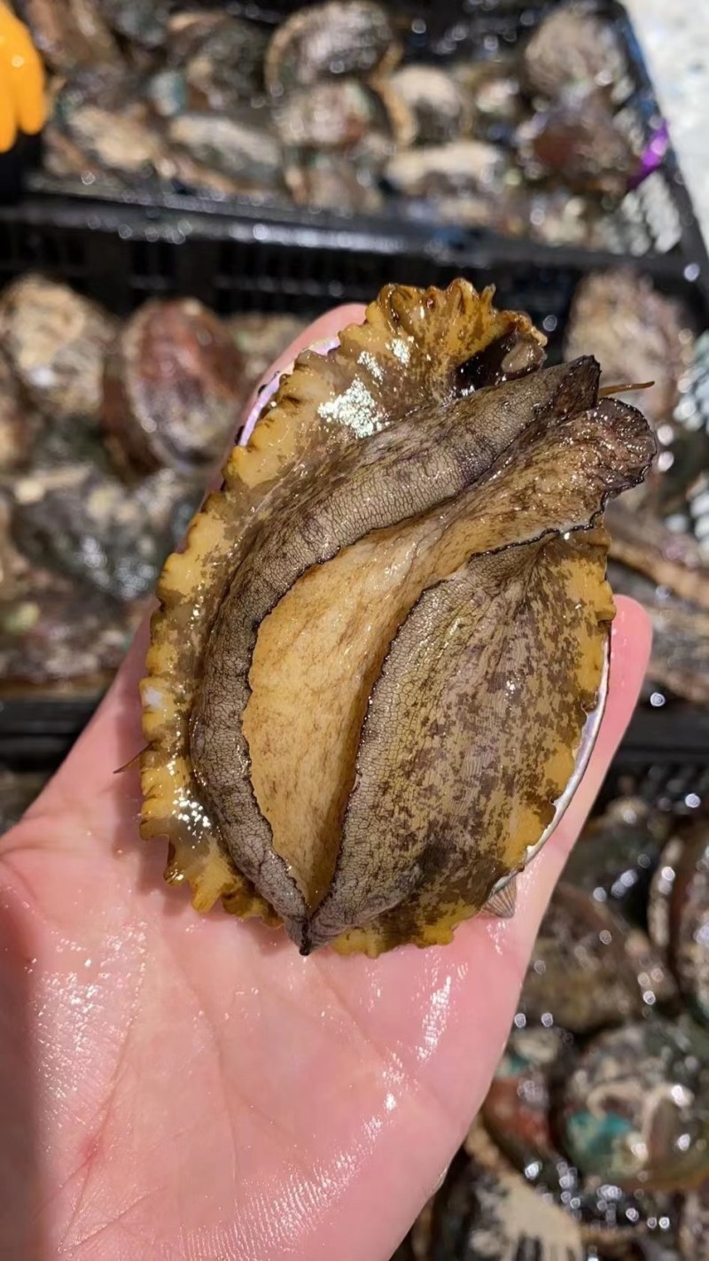 鲍鱼