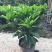 非洲茉莉室内客厅庭院大型花卉盆栽植物四季常青净化空气