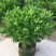 非洲茉莉室内客厅庭院大型花卉盆栽植物四季常青净化空气