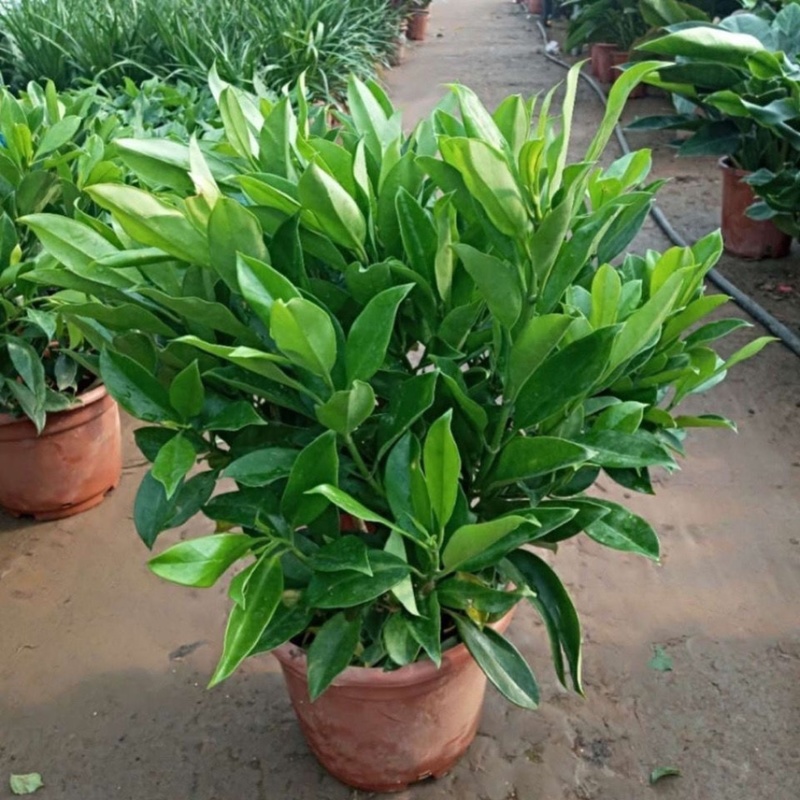 非洲茉莉室内客厅庭院大型花卉盆栽植物四季常青净化空气