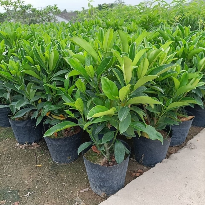 非洲茉莉室内客厅庭院大型花卉盆栽植物四季常青净化空气