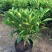 非洲茉莉室内客厅庭院大型花卉盆栽植物四季常青净化空气