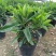 非洲茉莉室内客厅庭院大型花卉盆栽植物四季常青净化空气