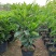 非洲茉莉室内客厅庭院大型花卉盆栽植物四季常青净化空气
