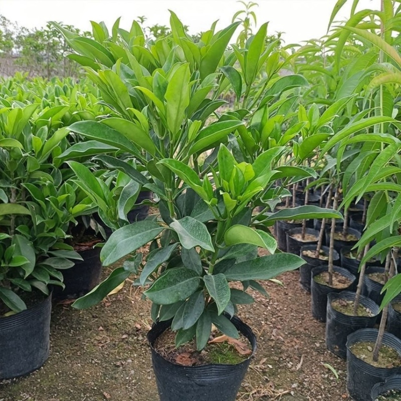 非洲茉莉室内客厅庭院大型花卉盆栽植物四季常青净化空气