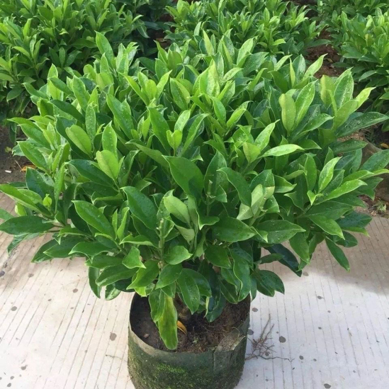 非洲茉莉室内客厅庭院大型花卉盆栽植物四季常青净化空气