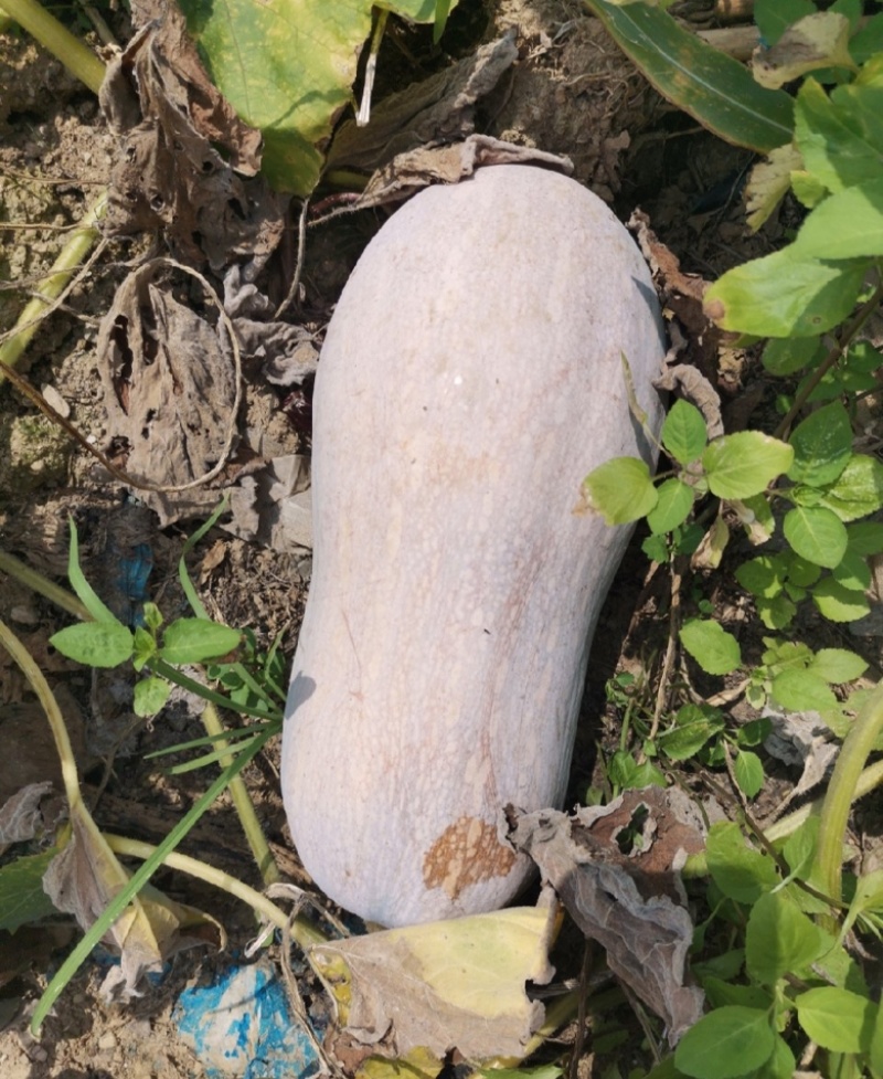贵州高地蜜本南瓜质量保证发种回收一手货源价格优惠