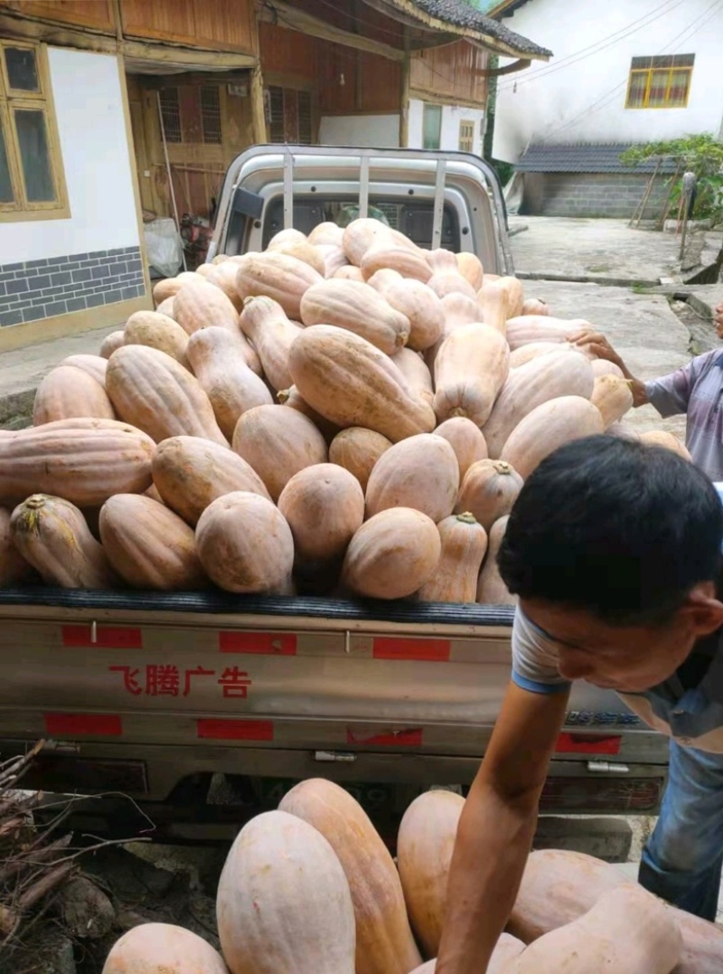 贵州高地蜜本南瓜质量保证发种回收一手货源价格优惠