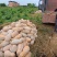 贵州高地蜜本南瓜质量保证发种回收一手货源价格优惠